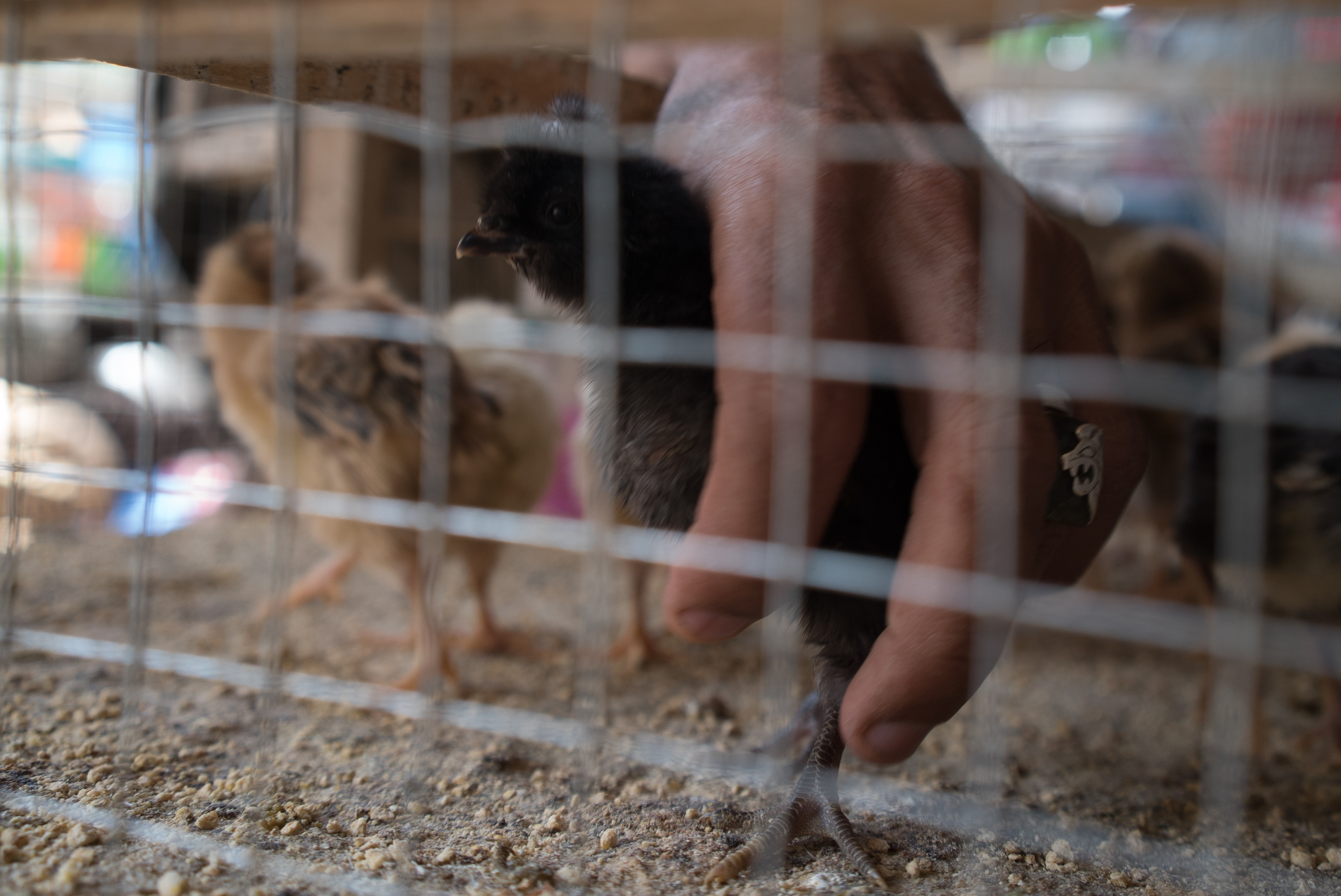 Erbil market for birds and animals, Erbil, Kurdistan Region, June 4, 2016. (Photo: Kurdistan24/Alexandre Afonso)